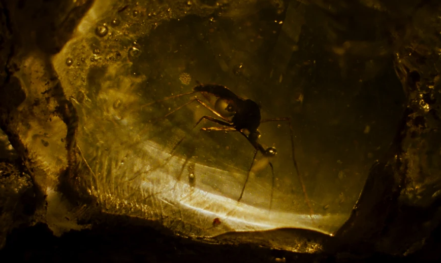 Immutable Linux distros safeguard the core system, much like amber does.